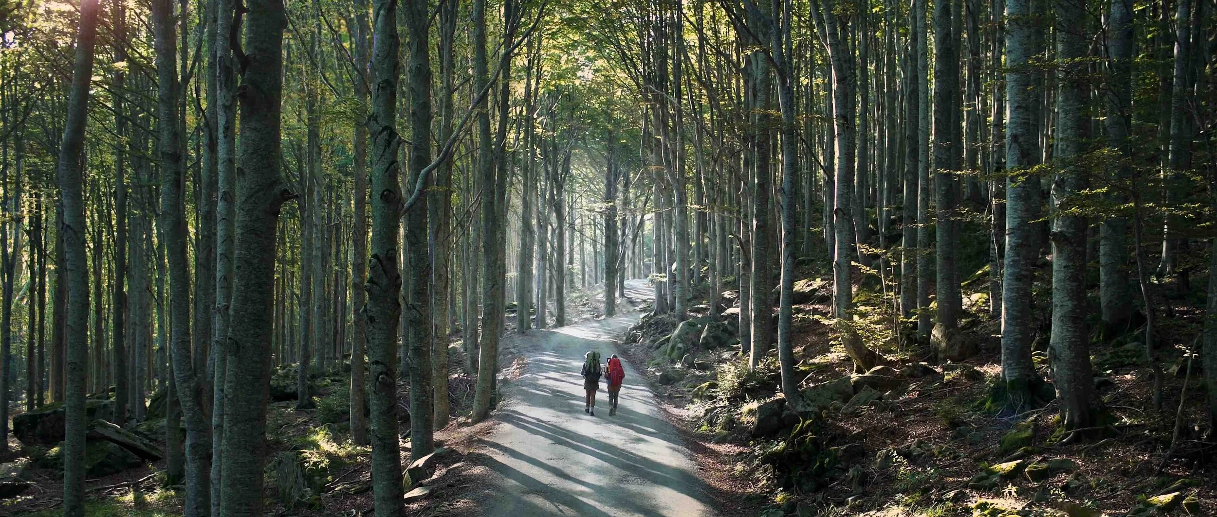 ROOT - Relics of a distant past