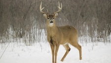 Deer, Snow Storms and Weak Signal Detection