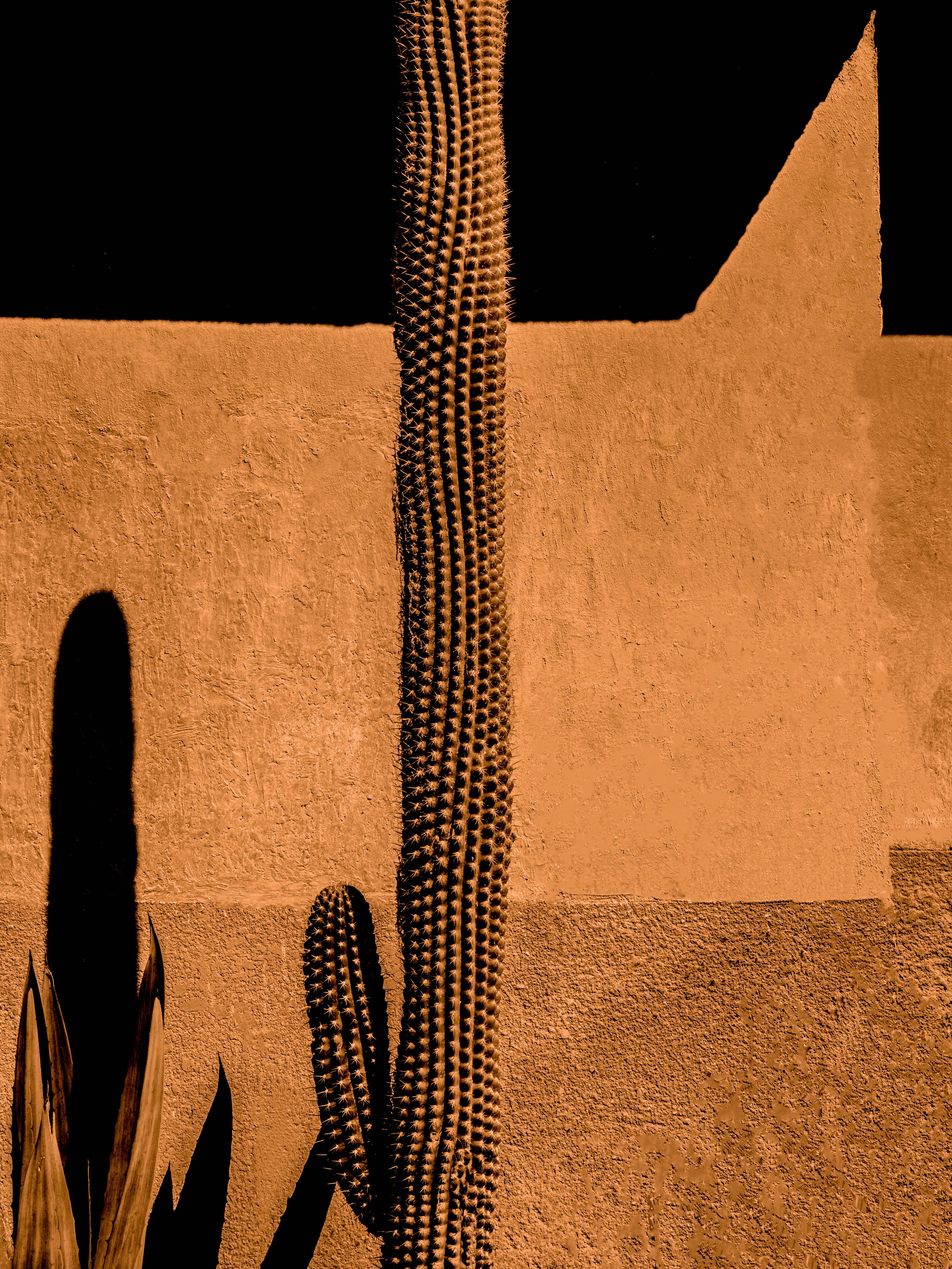 cactus shadow II.jpg