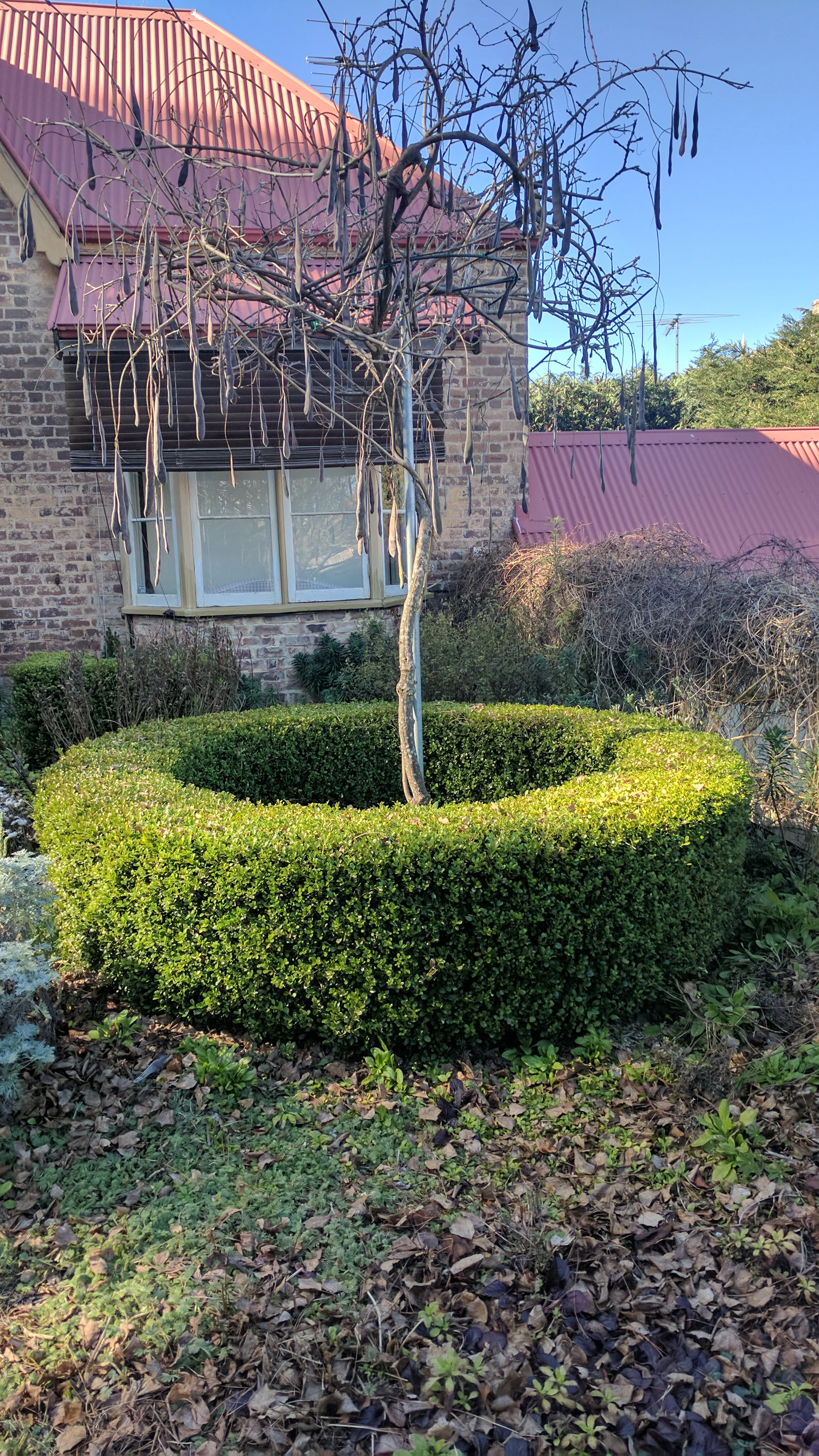 Hedging in Blackheath