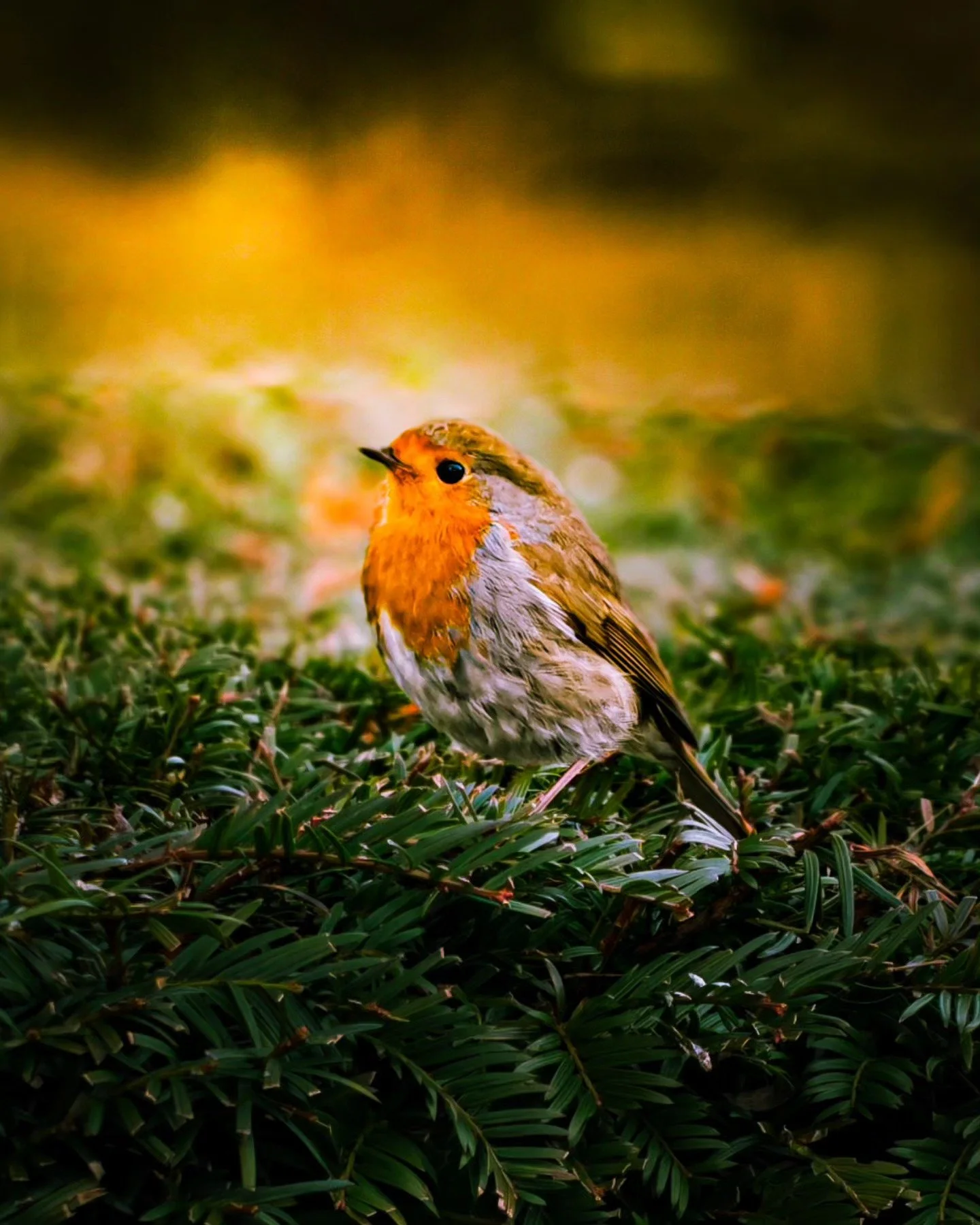 The Robin

#photooftheday #robin #dcwow #jessopsmoment #canonuk #wildlife #photograohyislife #photogram #retouching #naturephotography