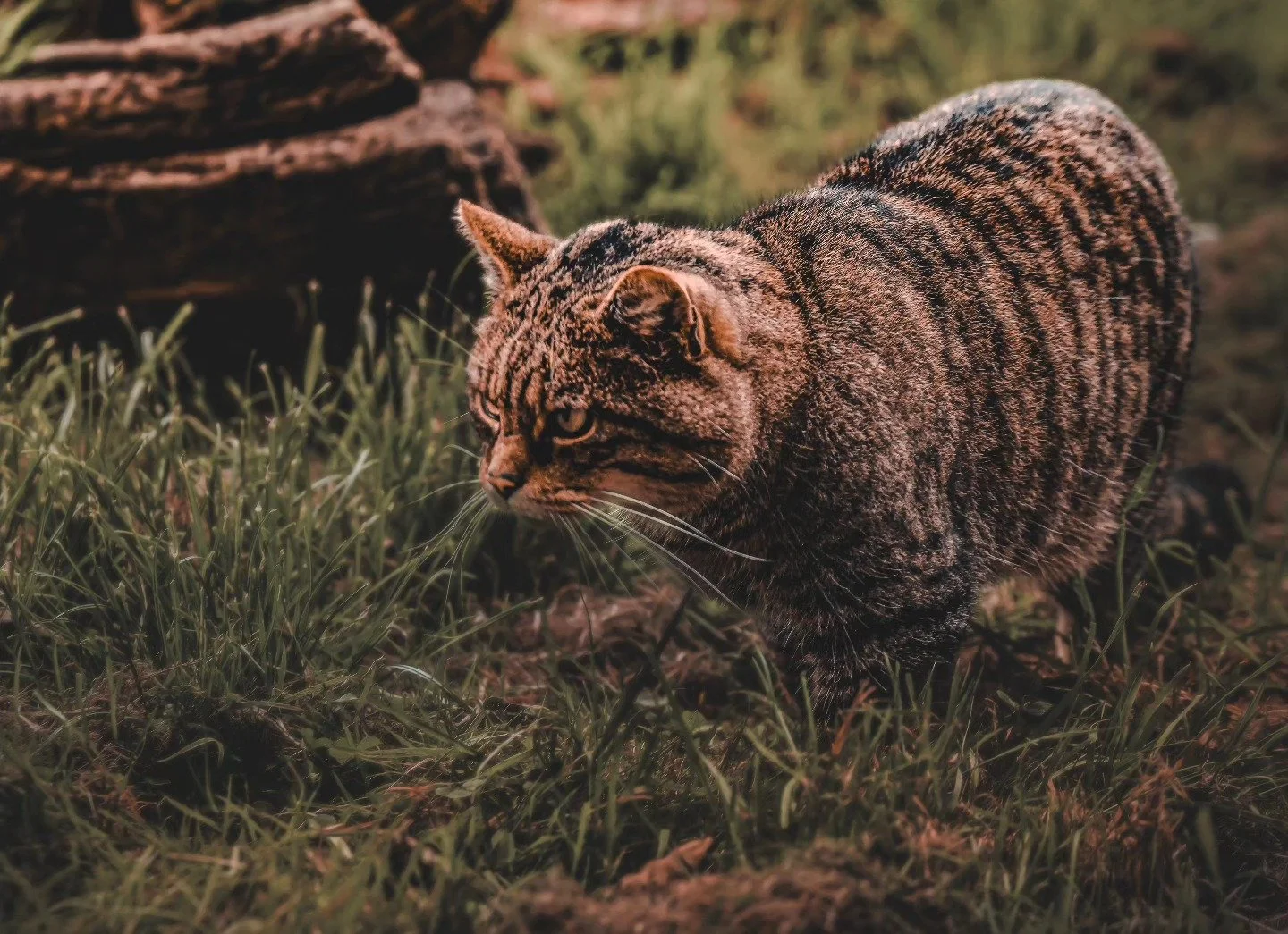 Scottish wildcat #wildlife #wildcat #photooftheday #canonuk #dcwow #nature #photograohyislife #photomagic #wildlifephotography #adobe