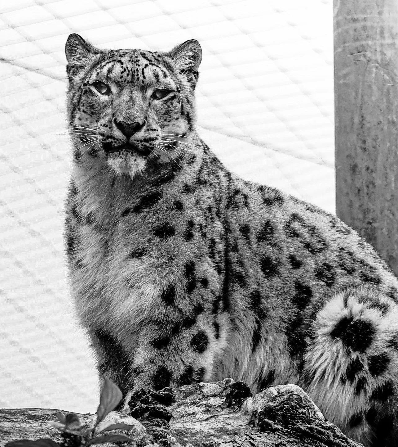 Snow lepoard staring down the camera probably wonder what I taste like,🤔📸

#dcwow #canonuk #canonuk #wildlife #nature #snowlepoard  #photooftheday #photooftheday #natutephotography #wildlifephotographer