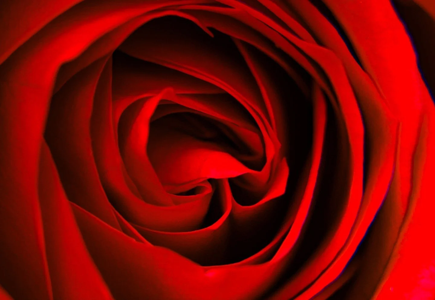 There&rsquo;s something magical about getting up close and personal with a rose. 🌹✨ When you zoom in, you uncover a world filled with intricate details that often go unnoticed. Each petal tells a story, showcasing delicate curves, unique textures, a