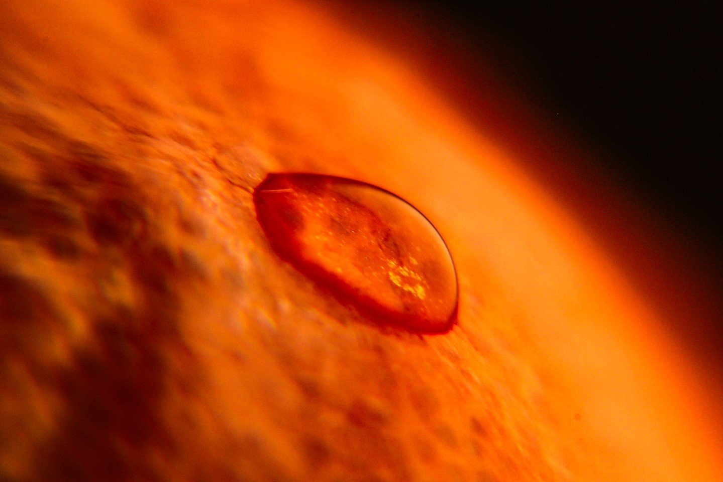 Have you ever paused to truly appreciate the beauty of a simple water droplet? 🌧️💧 Today, I wanted to share this mesmerizing macro shot that captures the delicate elegance of water in its purest form. When you get up close and personal with these t