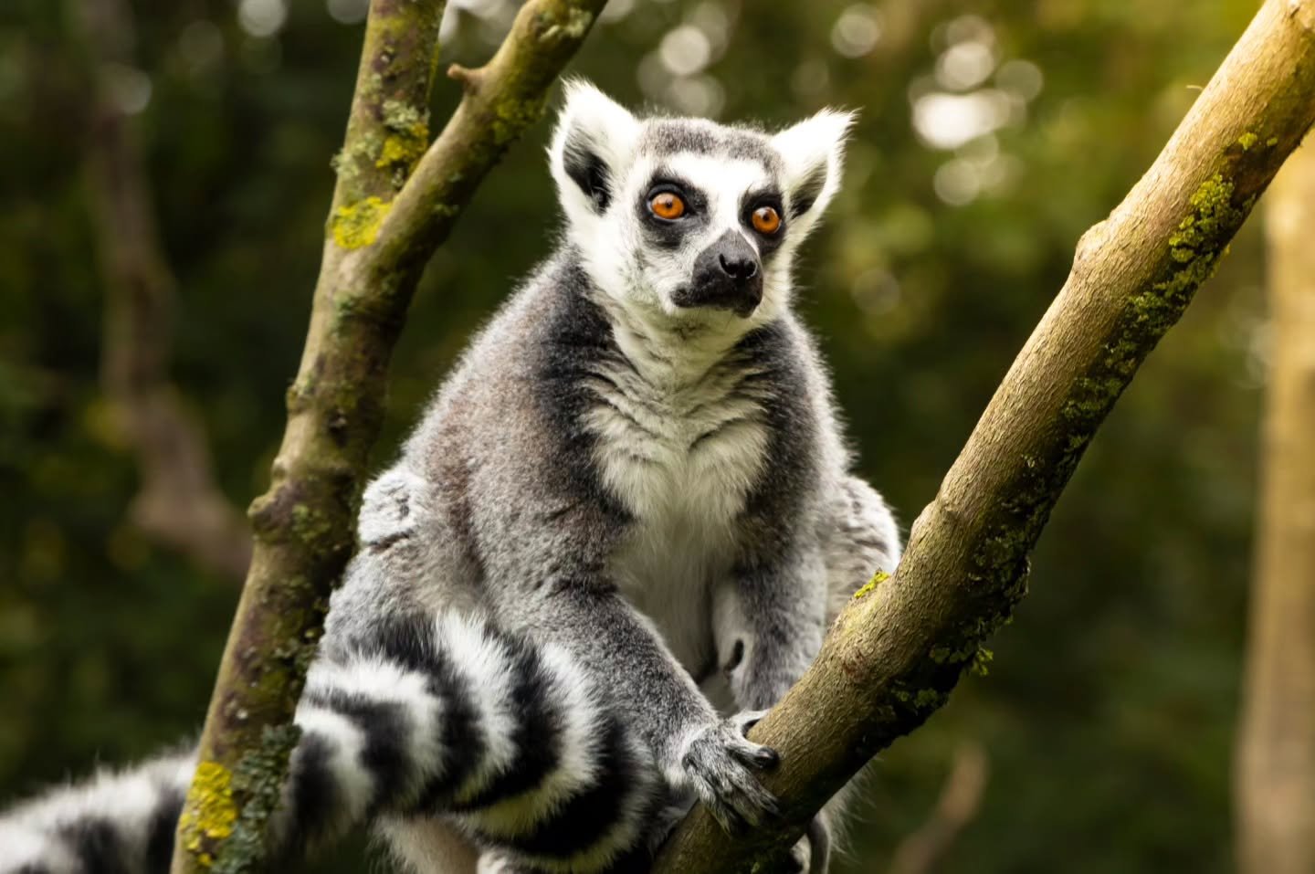 Capturing the contrast colours of the lemur and the monkey actions it does. With the perfect lighting casting over. 

Captured with the

 Canon R
RF 24-105mm lens

#photooftheday #photographylovers #lemur #monkey #wildlife #natgeo #canonuk #canon #dc