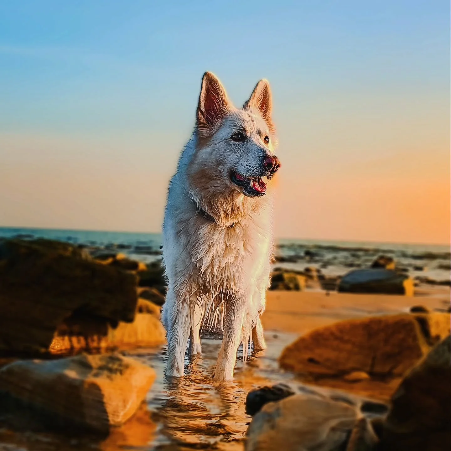 Khaleesi  enjoying the beach vibes
#photography #petlovers
#gsd #photooftheday #photograohyislife #beachlife #petsofinstagram #khaleesi #photogram #jessopsmoment #dcwow