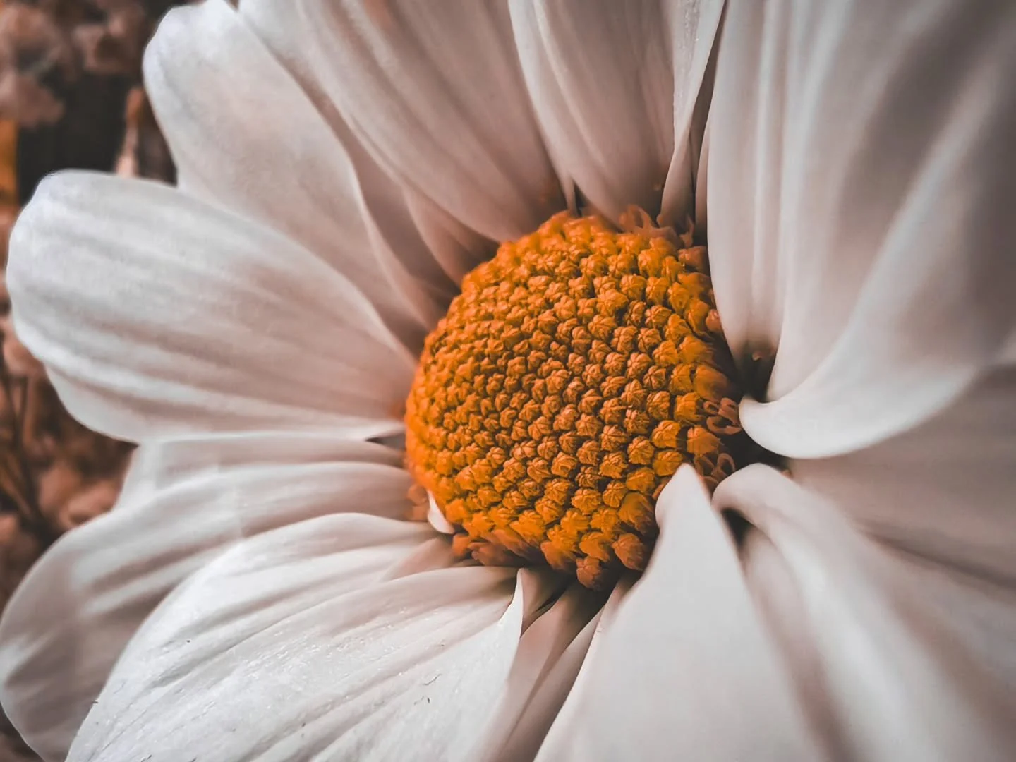 The flower
 🌸
#retouching #adobe #lightroom #photooftheday #photomagic #retouching #follow #photograohyislife #dcwow #photographylovers #flower #canonuk #photogram