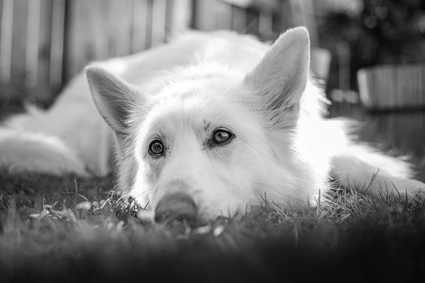 Khaleesi portrait #photoshoot #photooftheday #germanshepherd #khaleesi #photograohyislife #photoshoot #instaphoto #instapet #germanshepherdsofinstagram #cannonphotography #jessopsmoment #canonuk #dcwow