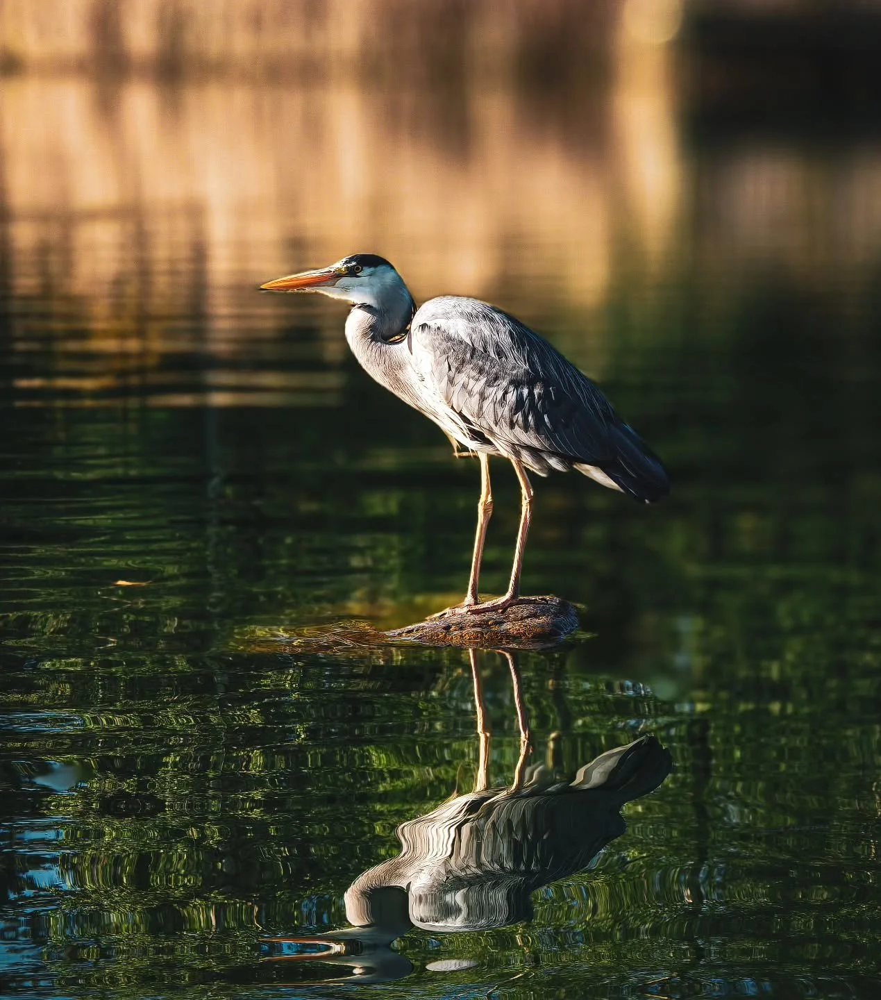 The heron #photography #photomagic #birdsofinstagram #birdphotographers #photooftheday@digitalcameramag
