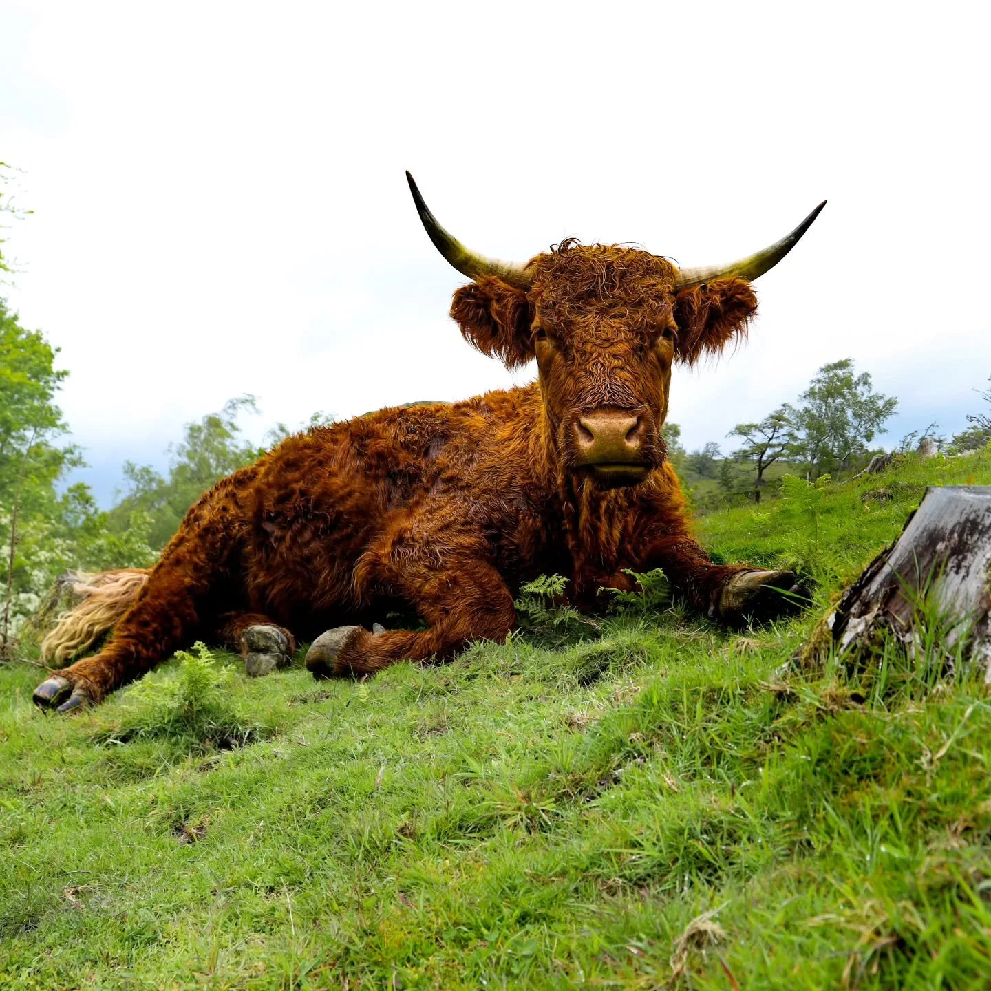 Hike up Gummers How snapping some captures of the highland cows #photooftheday #nature #hike #highlandcow #gummershow