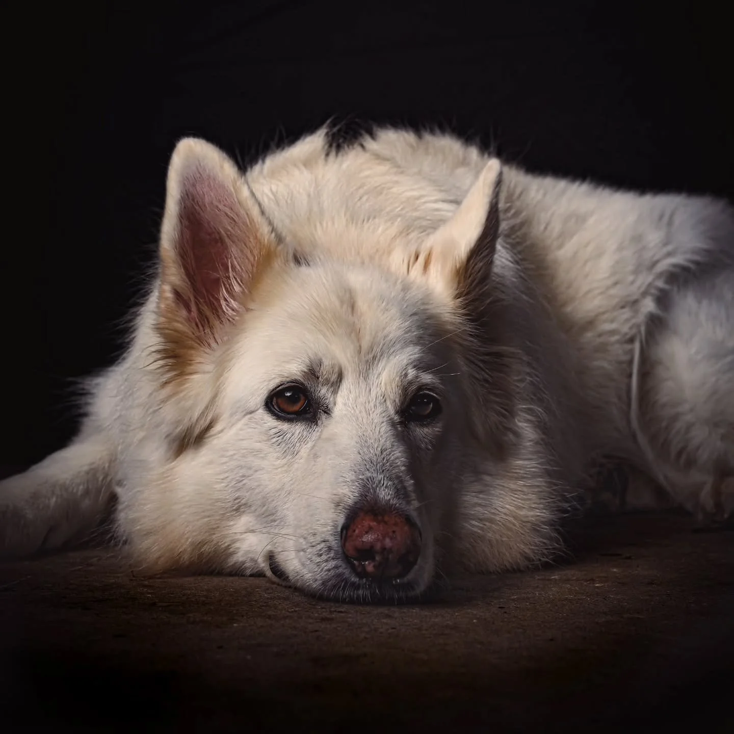 Little studio session with khaleesi. One subjevt one strobe light. #photography #studio #photooftheday #gsd #instaphoto