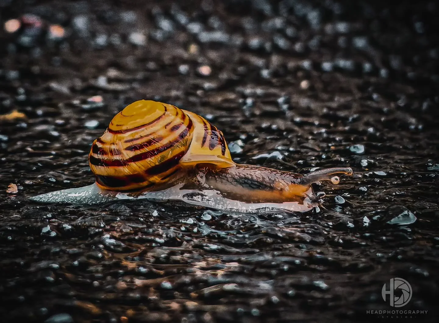 Rainy Mondays #macro #photooftheday #photography #follow #snail