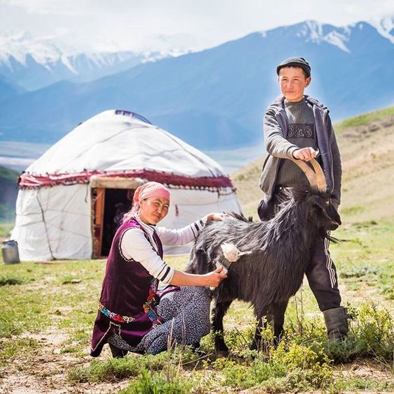 Woman Combing Cashmere Goat via June Cashmere