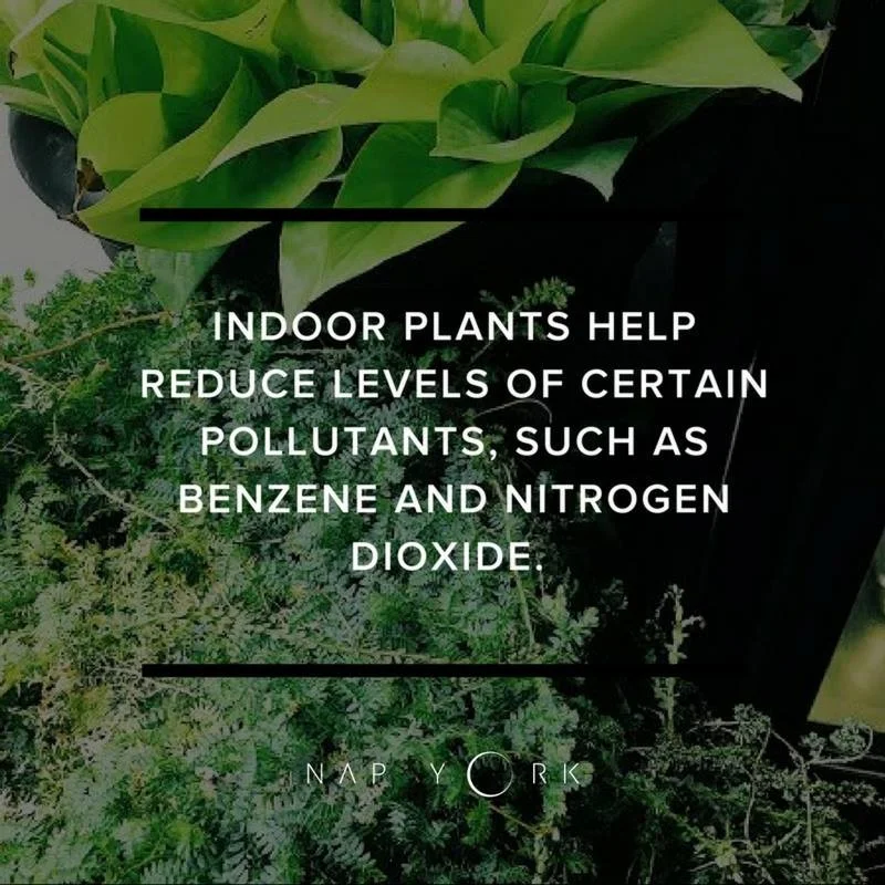 Image: Plants Take Centre Stage at Nap York