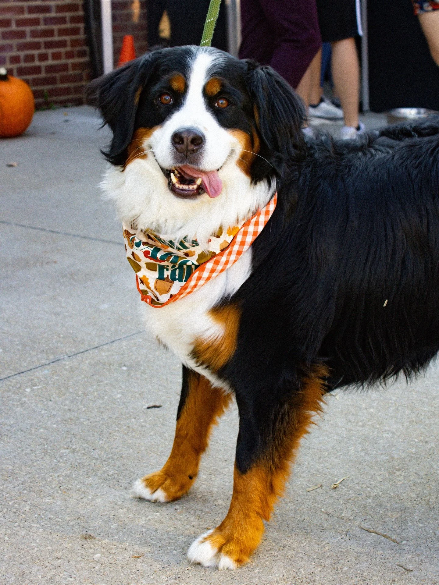 Appreciation post for our 5 Points pups 🐶💚 We can't get enough of those adorable faces on our patio! 
Stop by today till 4P and treat your furry friend to a pup cup and some extra love from us!