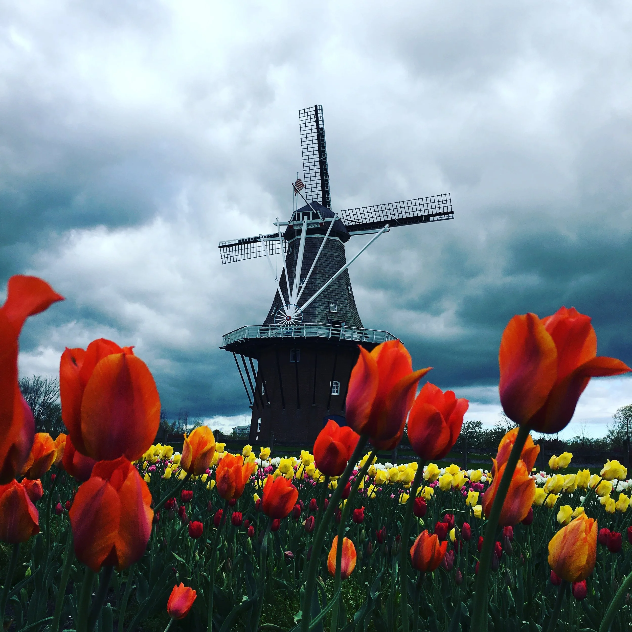 Celebrating Tulip Time! 