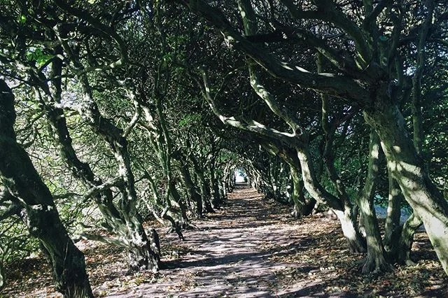 An immaculate tunnel made up of trees near #P&aring;lsj&ouml;. At the end, you're treated to an ocean view and Denmark on the other side of the sea, as this is Sweden's closest point to the mainland.

#sweden #travel #travelgram #instatravel #natgeot
