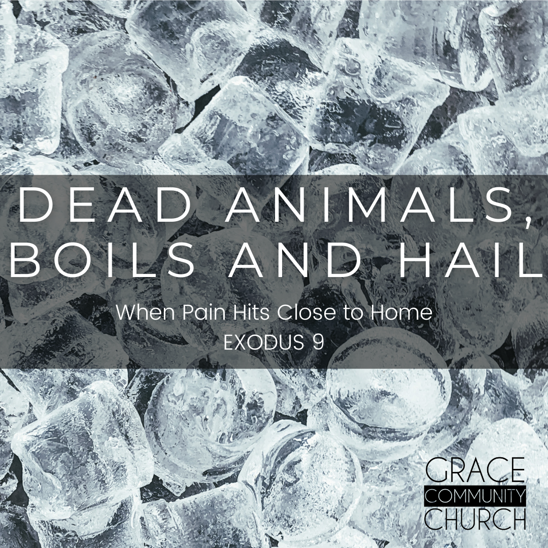 Exodus 9: Dead Animals, Boils & Hail episode artwork