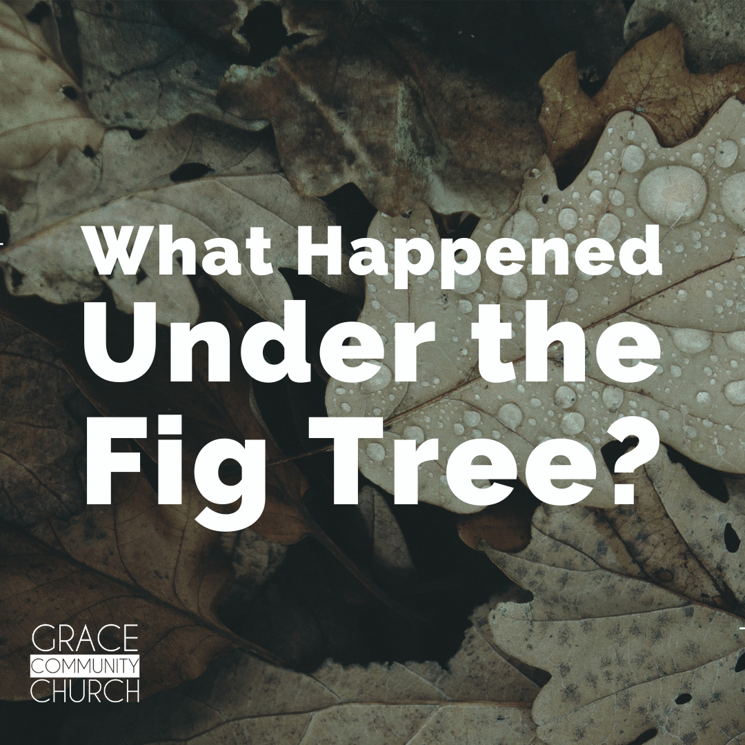 What Happened Under the Fig Tree? episode artwork