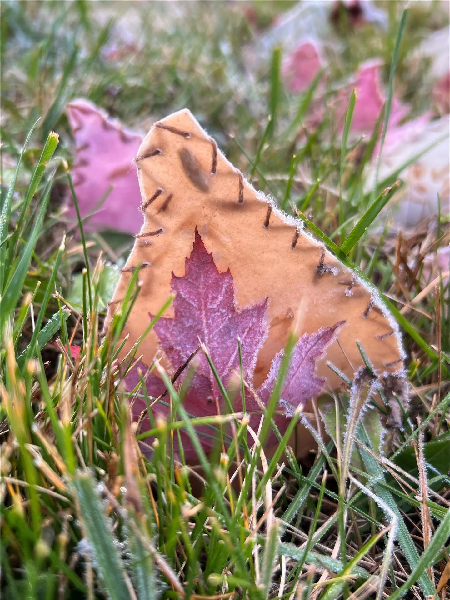 Frost on the seed pods this morning! 
My installation, &ldquo;Sown&rdquo; is still on view on the hillside at @spiritofthelakearts. Over the past year I have been researching and experimenting with making my own paper and creating sculptures using or