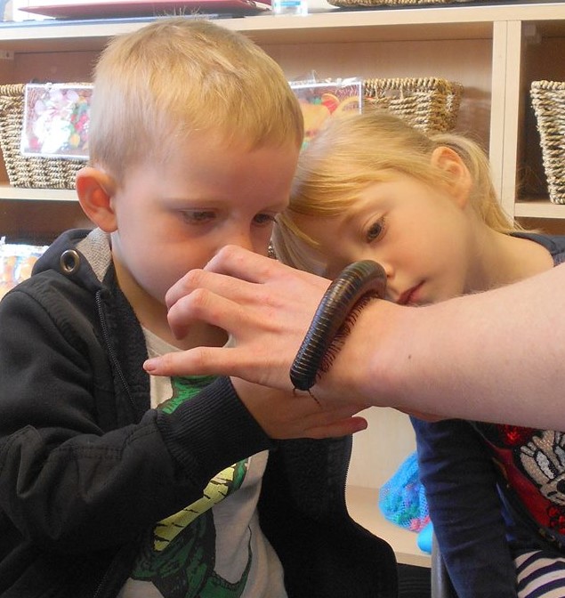 How many legs on millipede?