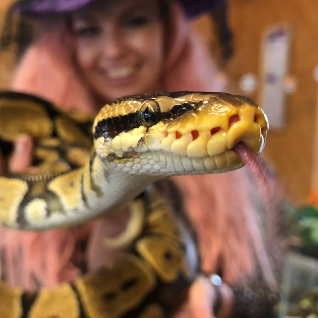 Witch snake upclose.jpg