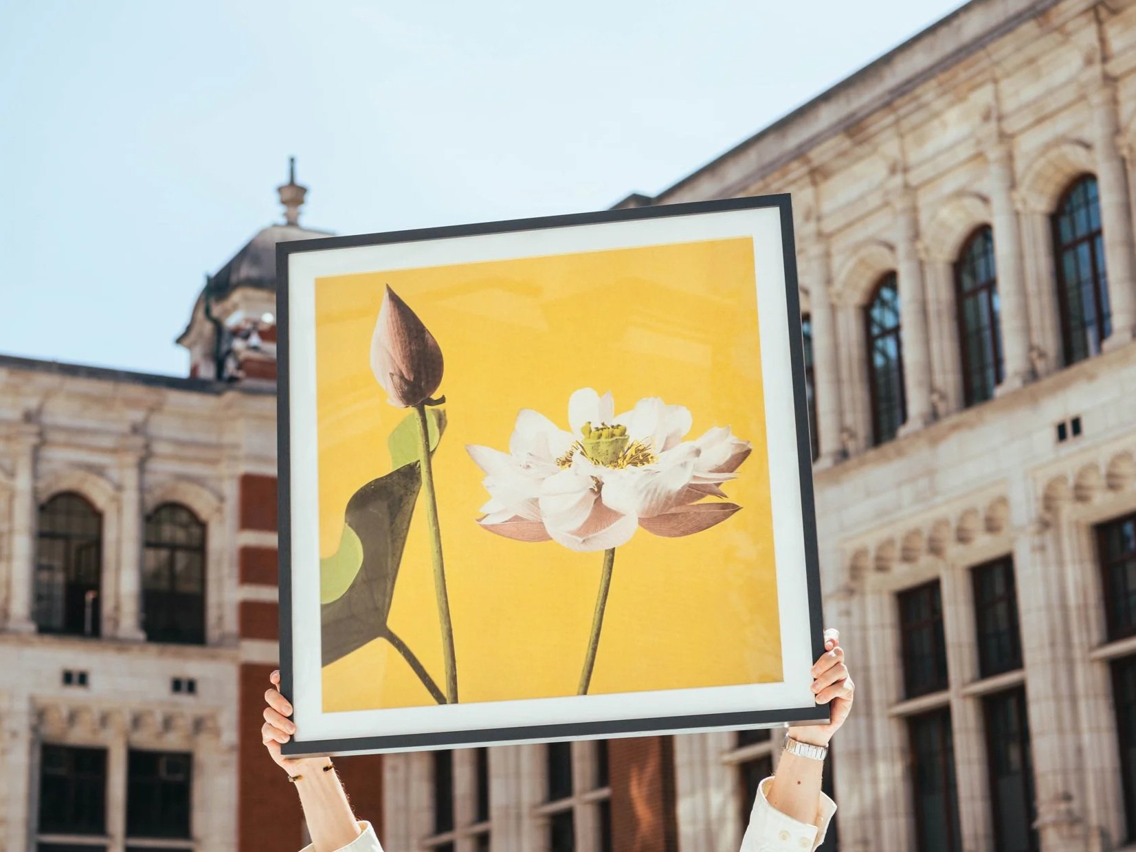 Person holding a framed print of a botanical illustration of a flower with a yellow background, seen outdoors with historic building in the background.