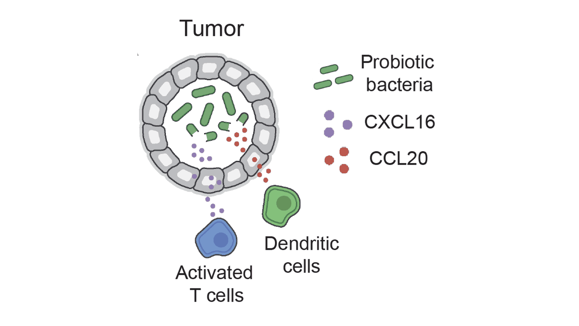 RECRUITING IMMUNE CELLS WITH ENGINEERED PROBIOTICS