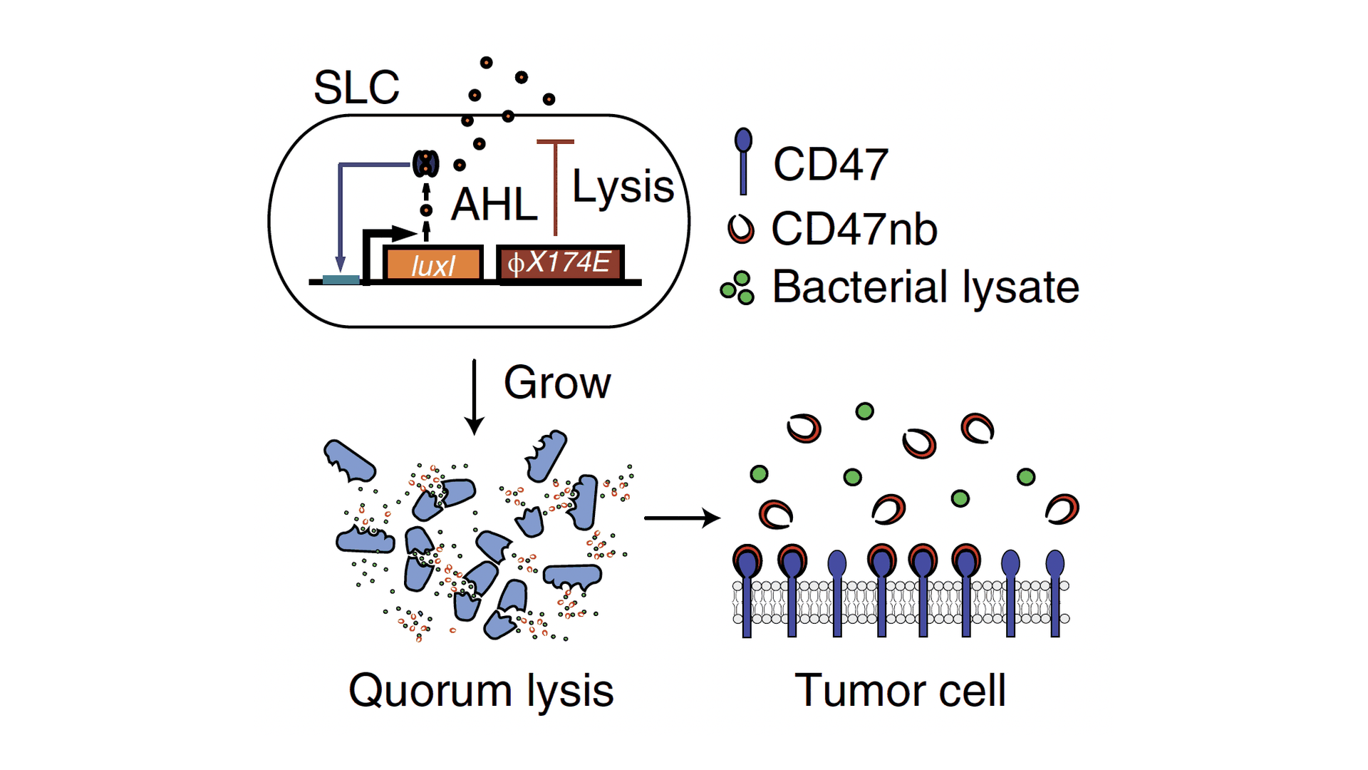 BACTERIA THAT LYSE INSIDE TUMORS