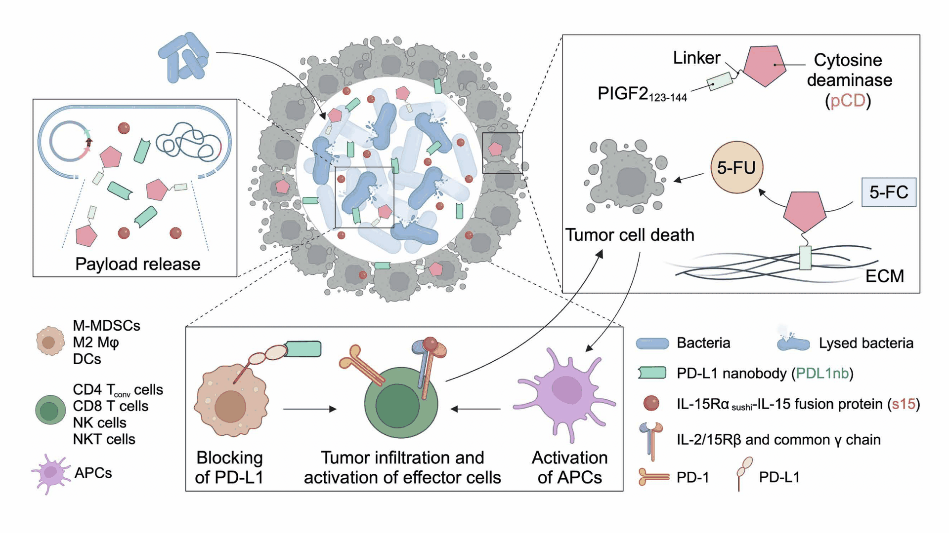 COMBINATION CHEMOIMMUNOTHERAPY WITH ENGINEERED PROBIOTICS