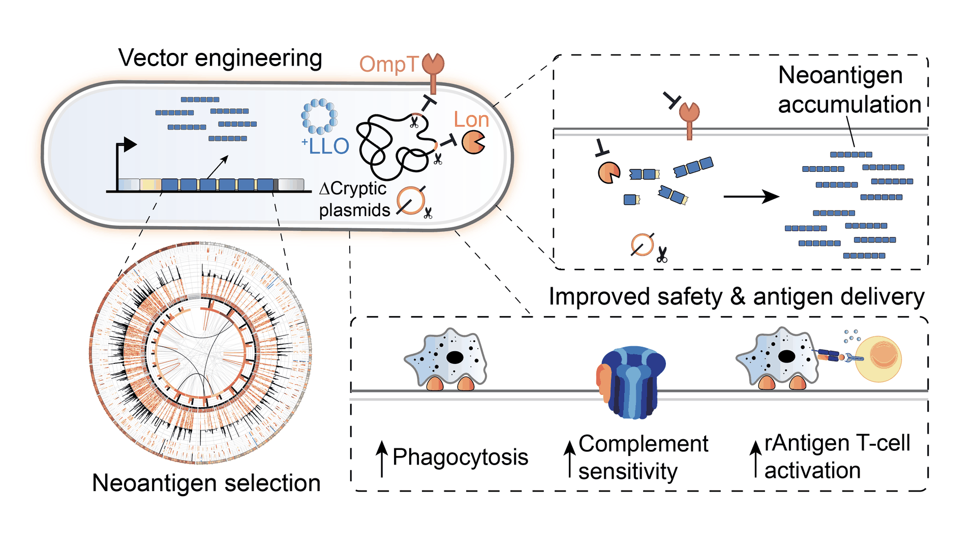 ENGINEERED PROBIOTIC NEOANTIGEN VACCINES