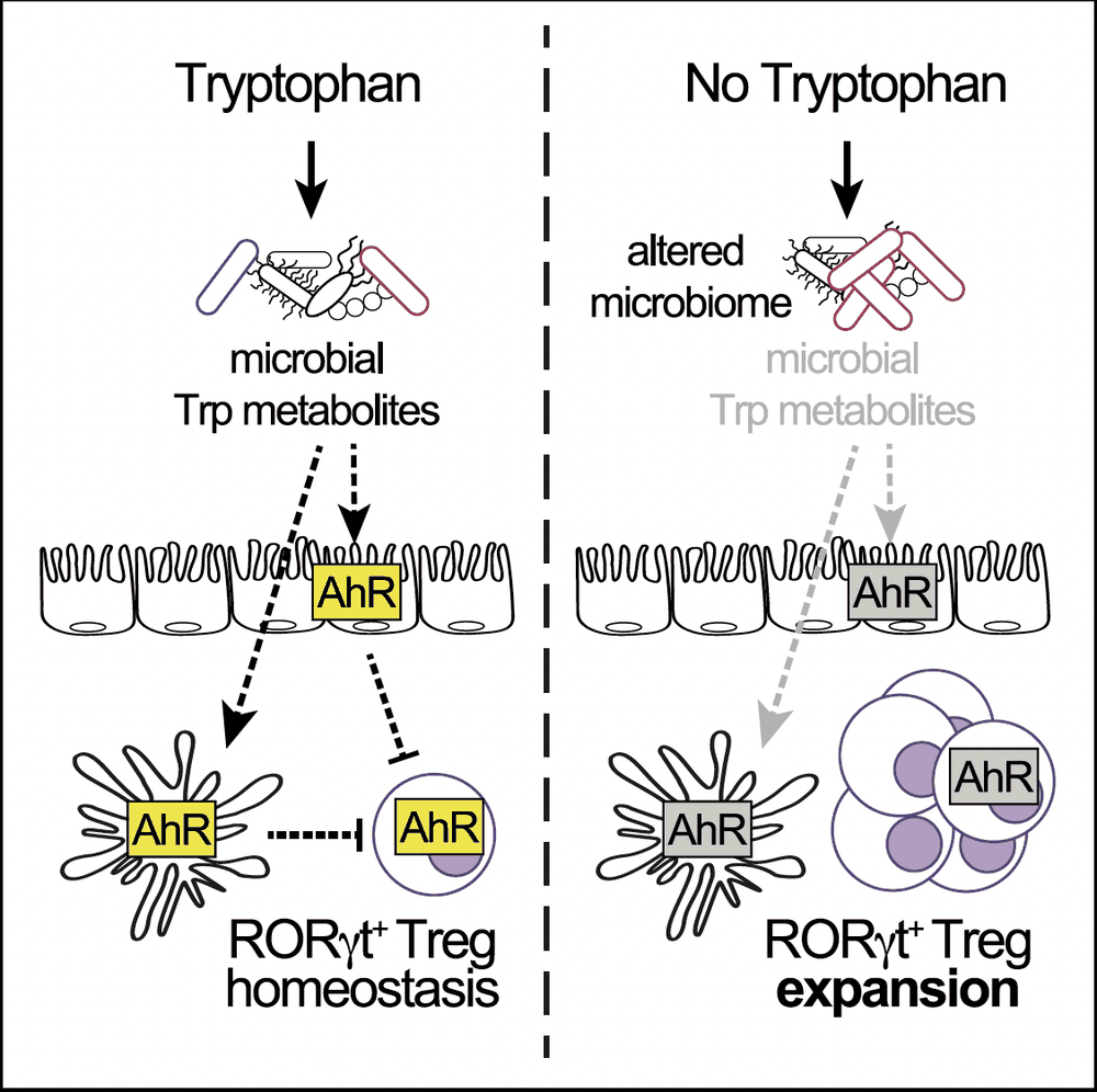 Two-panel schematic. With tryptophan, microbial metabolites signal through AhR and RORγt⁺ Tregs stay in homeostasis. Without it, the microbiome changes, AhR signaling drops, and RORγt⁺ Tregs expand.