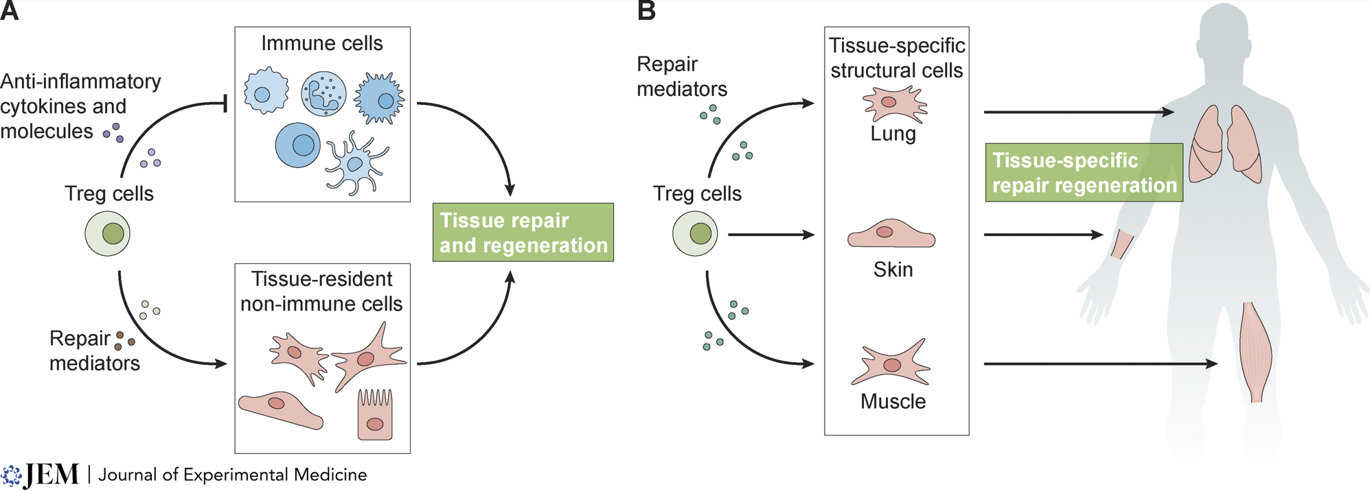 Two-panel schematic showing Tregs acting on immune cells and tissue cells to drive repair (A), and on lung, skin, and muscle cells (B).