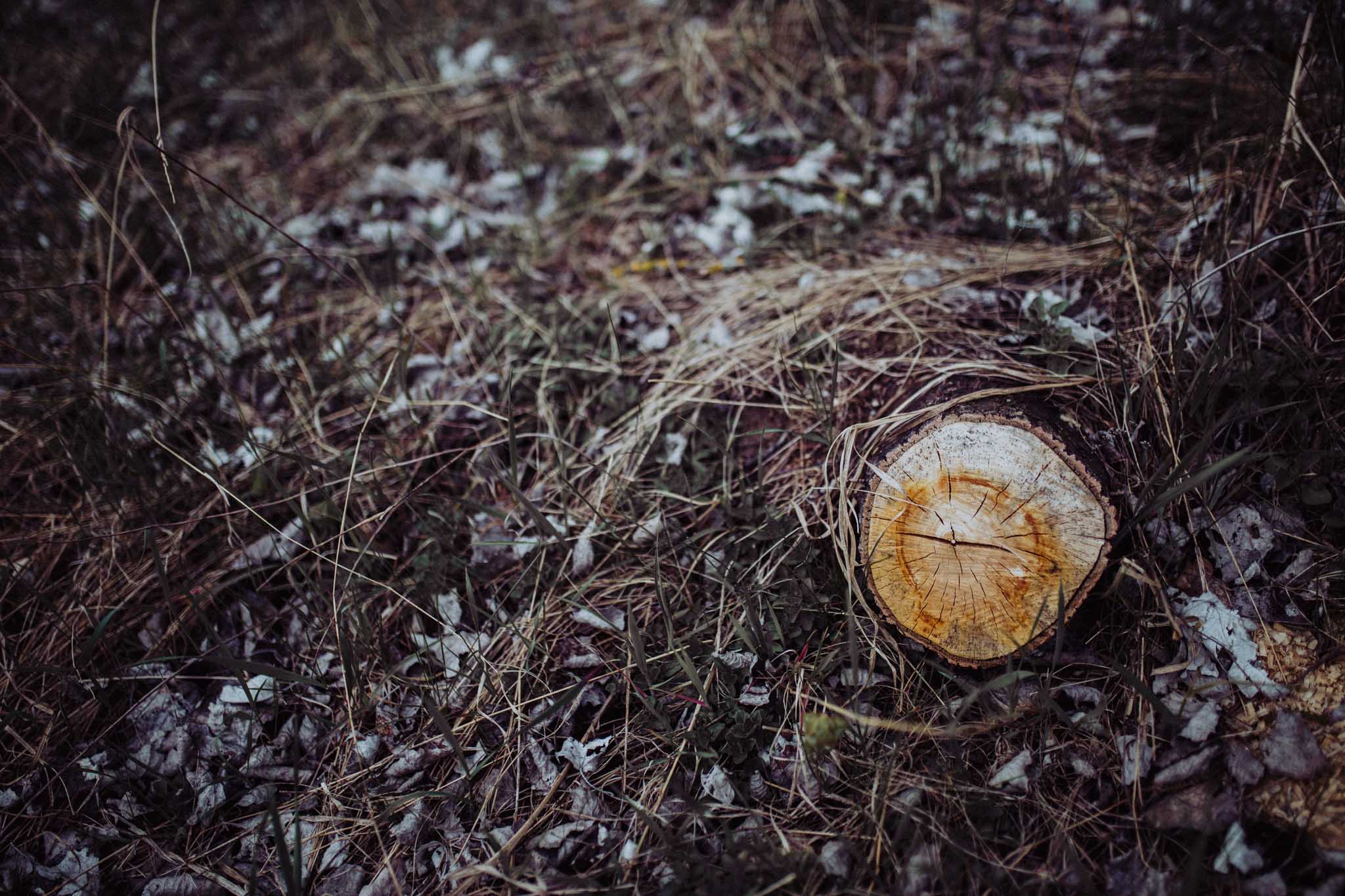 In-Love-with-a-Wolf-Paarshooting-Nürnberg-Hainberg-24.jpg