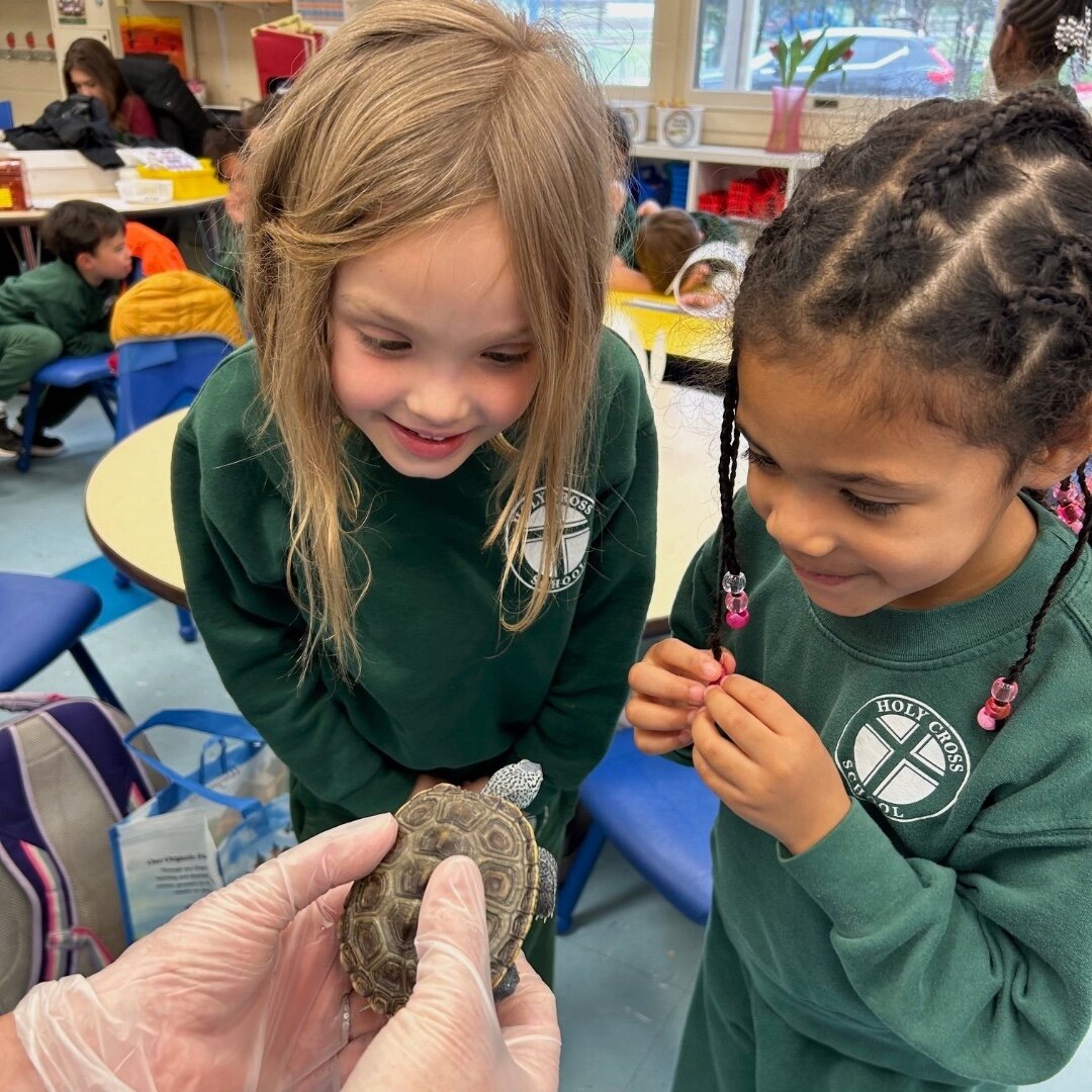 🐢Meet Peanut and Cashew, baby diamondback terrapins ! Our K through 5th grade students got the chance to see these little cuties up close and personal today! Thank you to HCS alum Maddie Zalewski and Dr. Stoltz from the #UniversityofMaryland for tea