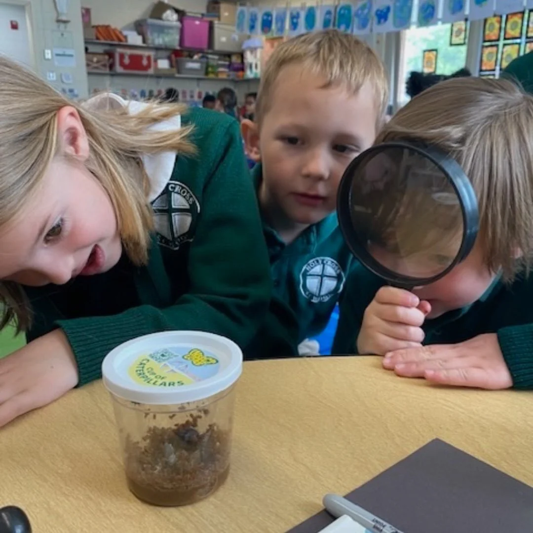 Our Kindergarten scientists are observing the lifecycle of a butterfly up close by watching, wondering, and learning every step of the way! 🐛🦋 #ADWcommUNITY #ILoveHolyCross #Kindergarten #STEM