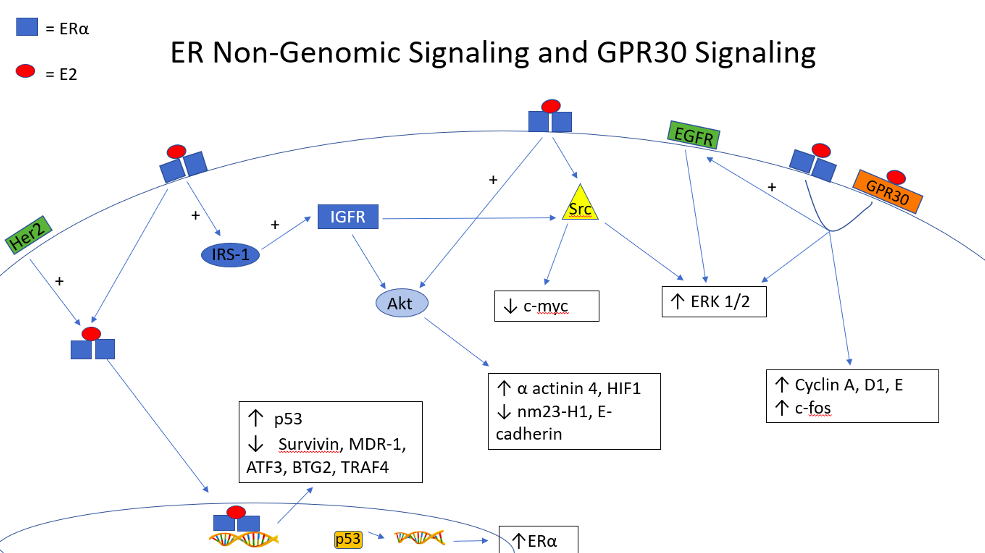 The Role of Estrogen in Ovarian Cancer and the Pathways by Which ...