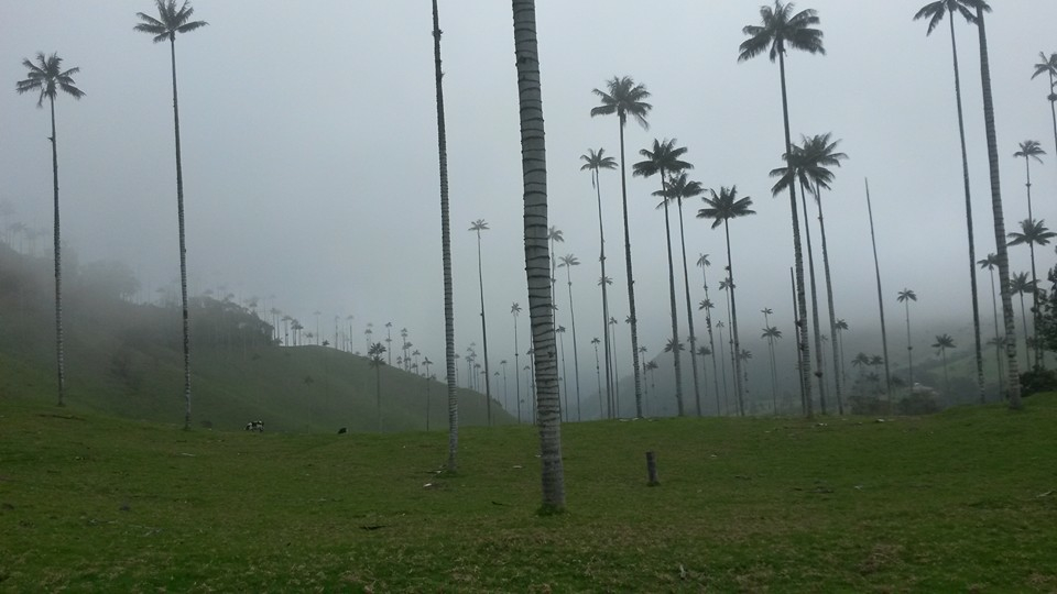 The Cocora Valley in Colombia.