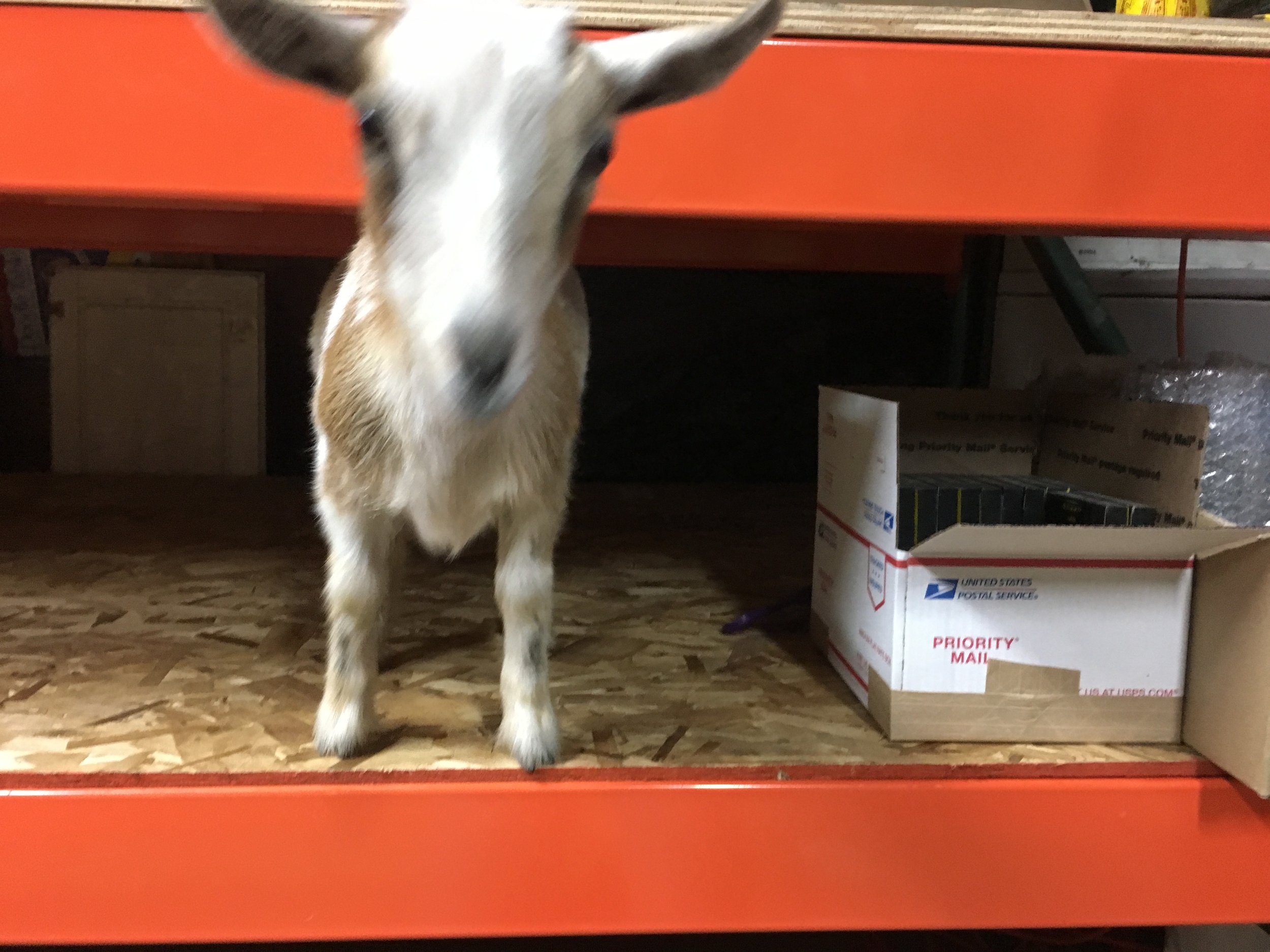 maple in rack.jpeg