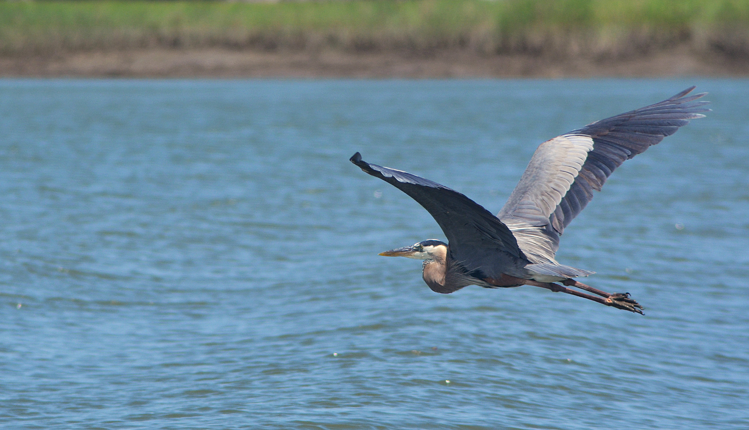 DSC_0260.JPG