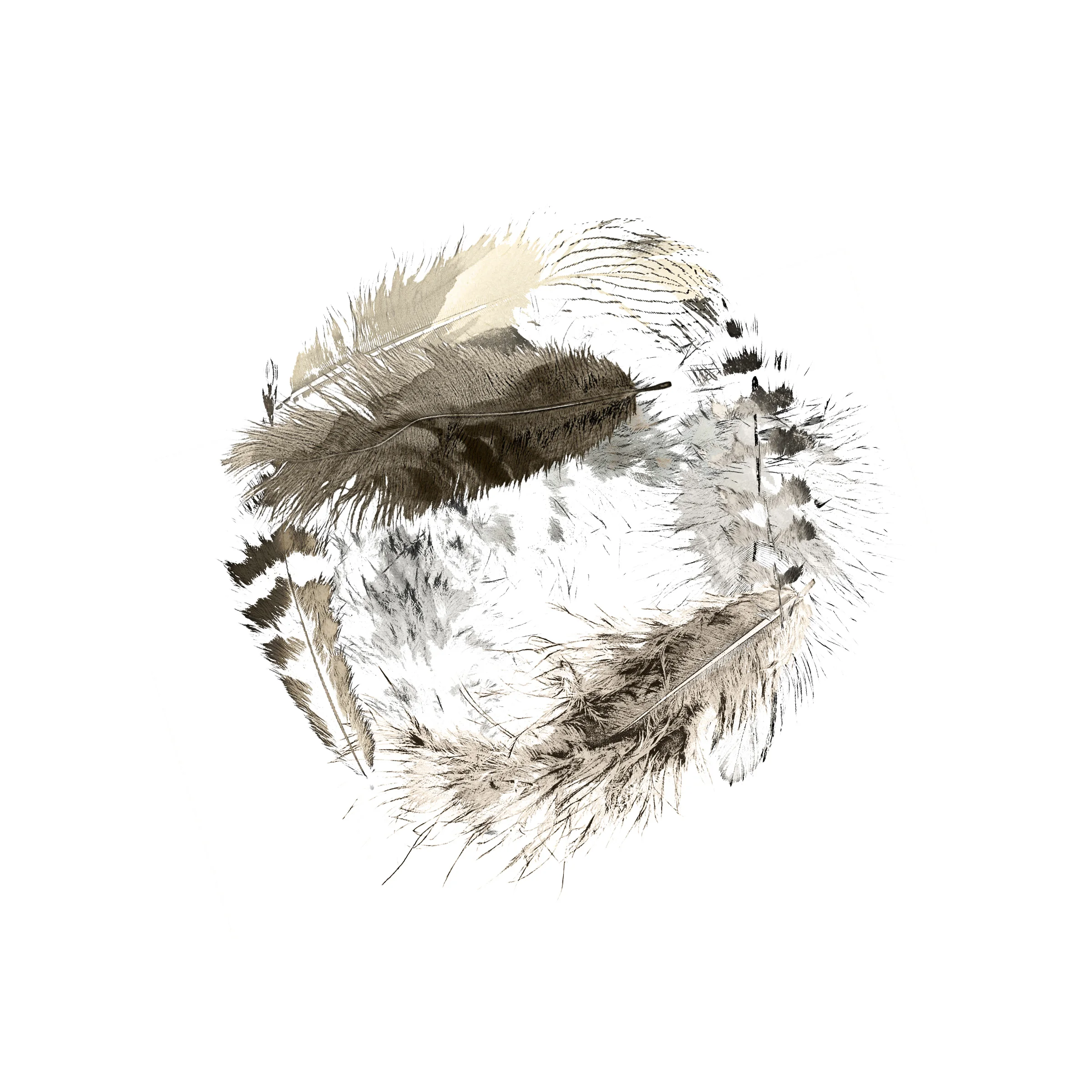 Nes-of-feathers-resize.jpg
