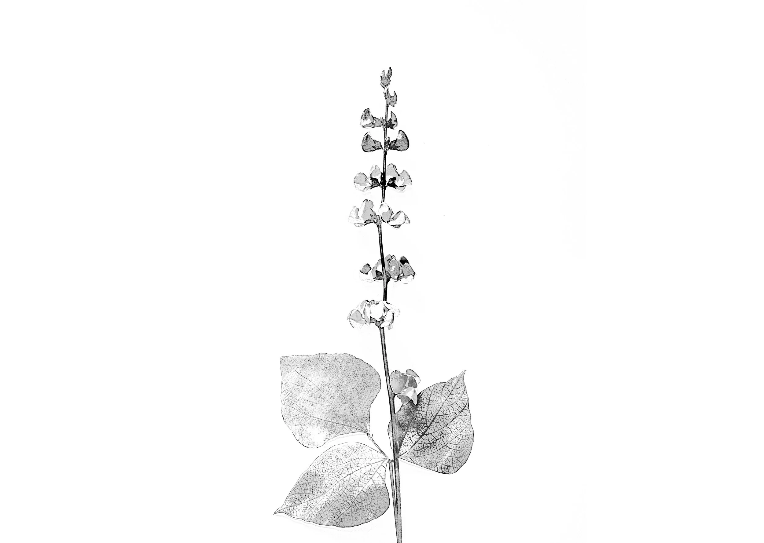 KNP_BOTANICAL2 copy 2-resize.jpg