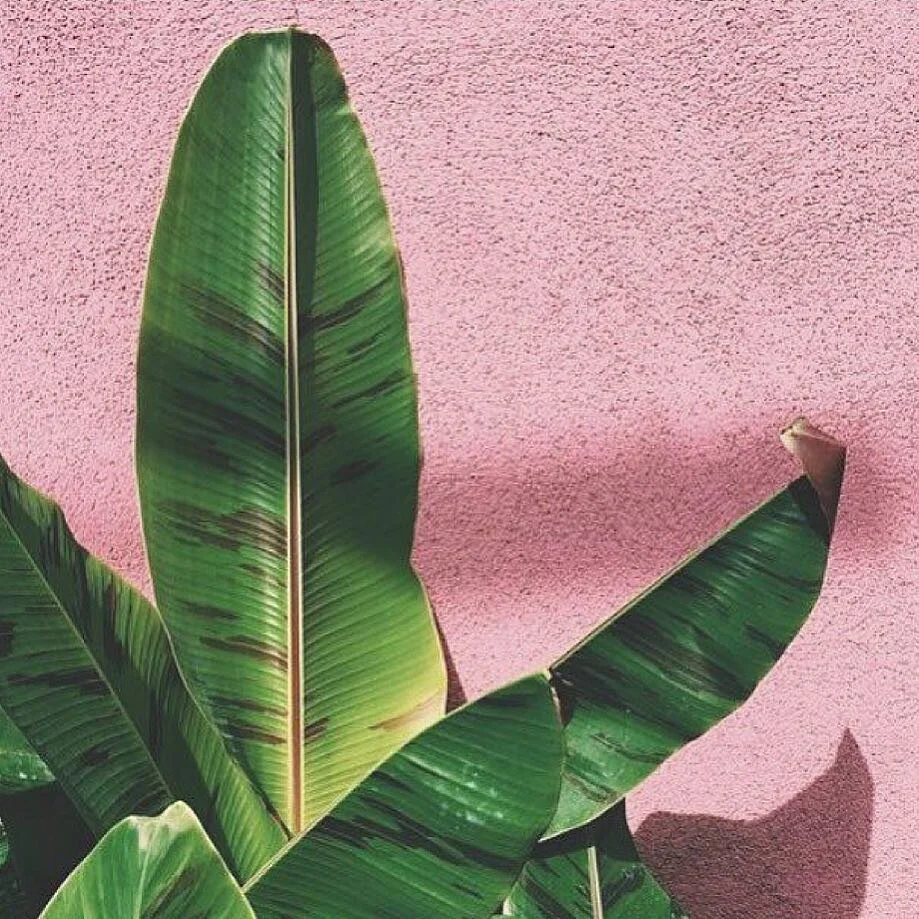 For natural brands &amp; wellbeing expertise, LEAF is your garden 🌿