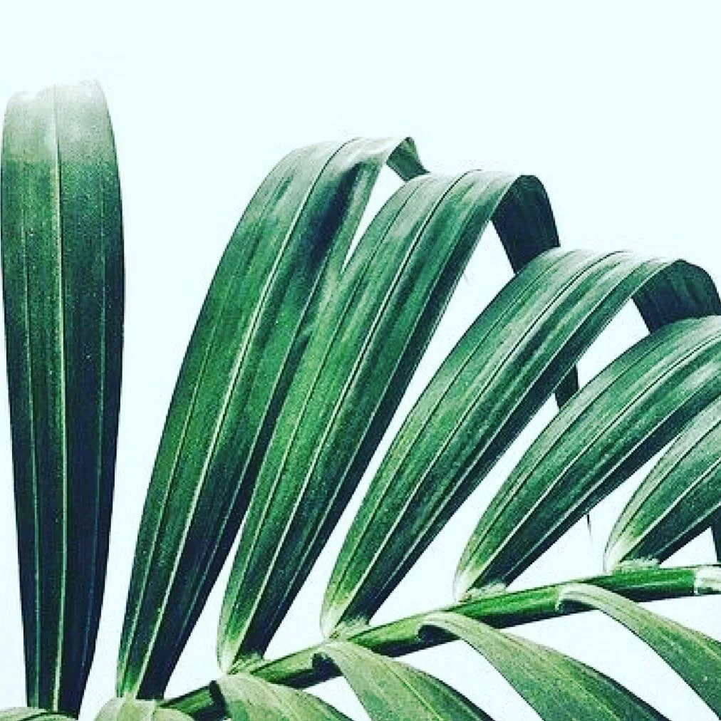 N E W  Y E A R 🌿 N E W  L E A F - LEAF was founded by @eminerushton in 2016, to offer conscious consultancy to the purest natural brands &amp; truest wellbeing experts. 🌿 This year, LEAF branches out - partnering with Jess de Bene &amp; Amy Le Roux