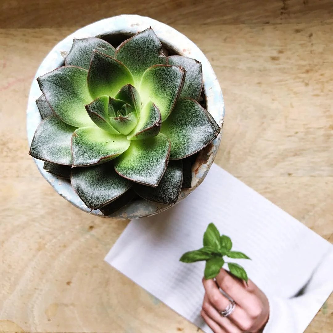 JAN 2018: Turning over a new LEAF... news coming soon ✨🌿