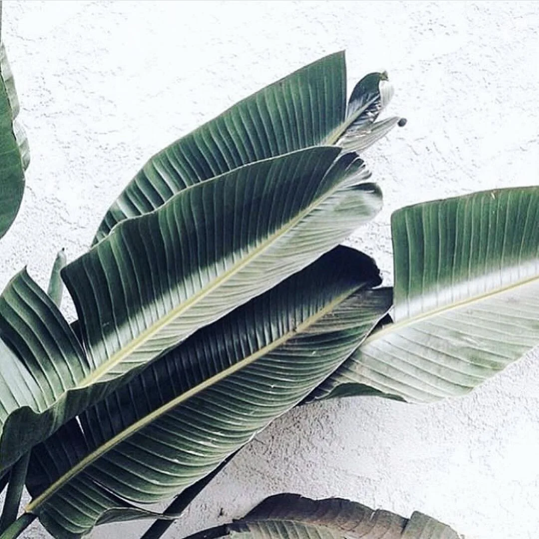 RIBBED for her pleasure (naturally) 🌿 #leafcreate #mothernature #naturalwoman .
.
.
.
#natural #naturalbeauty #naturegirl #holistic #organic #greenbeauty #green #beautybrands #branding #consultancy #PR #thrive #nourish #grow #synergy #ethical #partn
