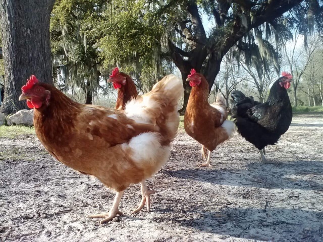 LCS ChickPic.jpeg