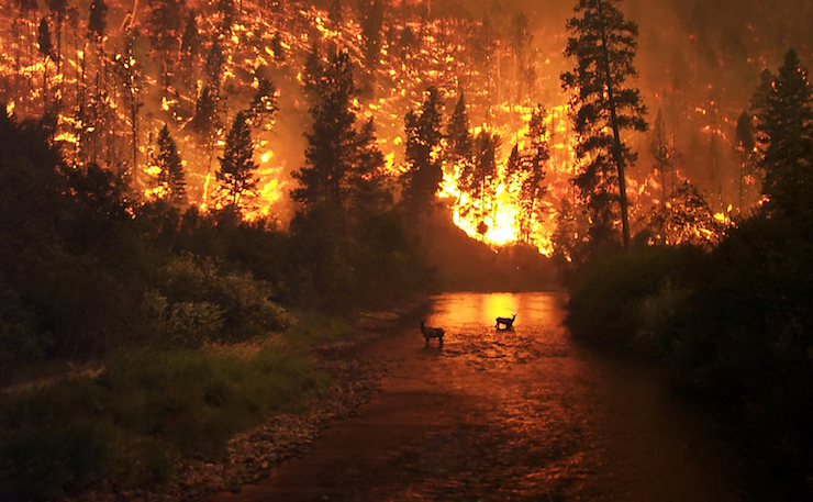 Forest wildfire by Project LM courtesy of Flickr.jpg