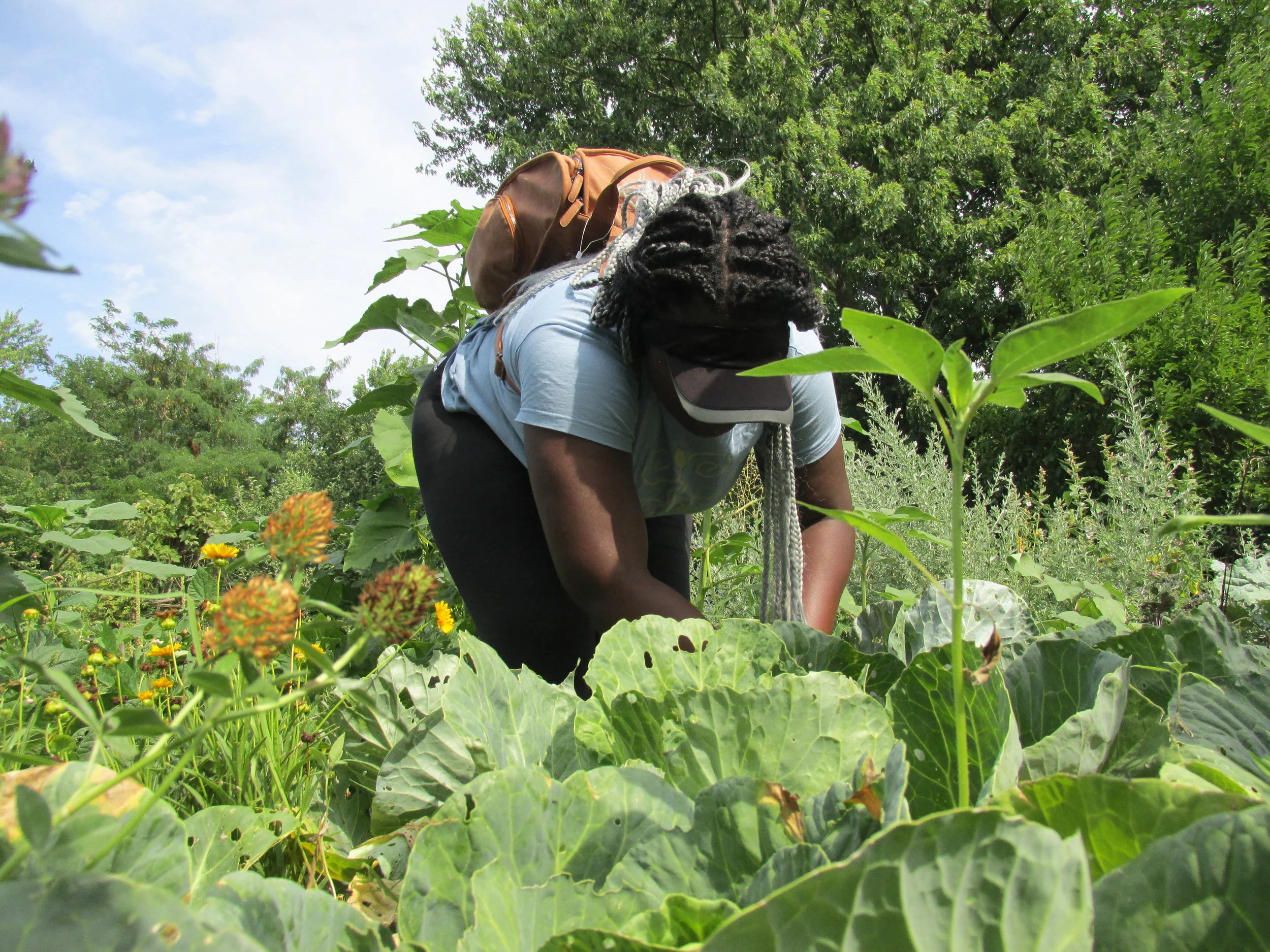 Brianna harvesting cabbage to make sauerkraut.